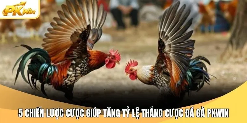 5 chiến lược cược giúp tăng tỷ lệ thắng cược đá gà Pkwin