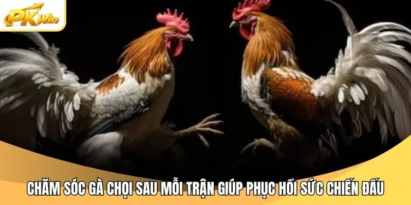 Chăm sóc gà chọi sau mỗi trận giúp phục hồi sức chiến đấu