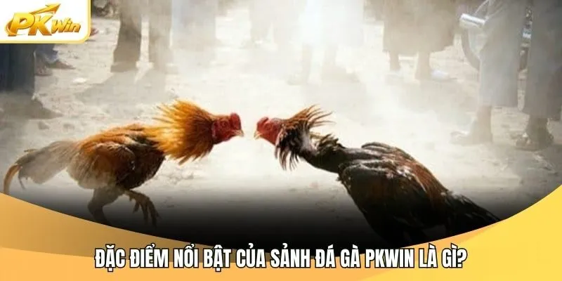 Đặc điểm nổi bật của sảnh đá gà Pkwin là gì?
