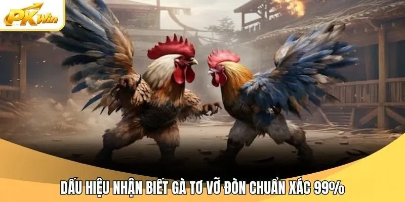 Dấu hiệu nhận biết gà tơ vỡ đòn chuẩn xác 99%