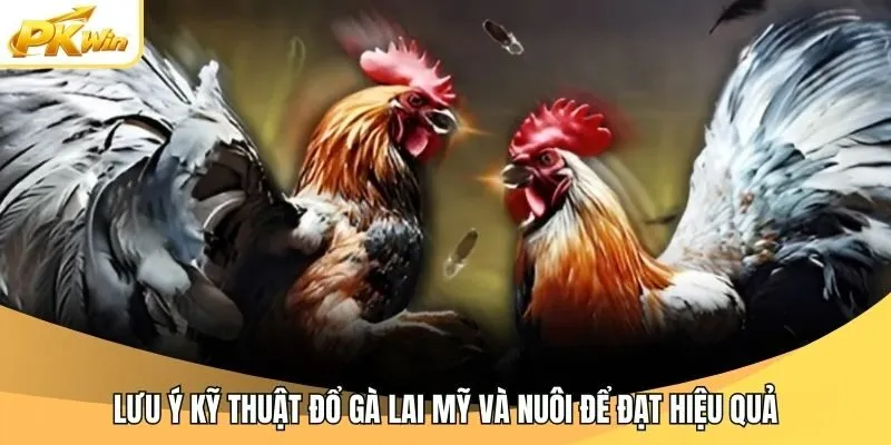 Lưu ý kỹ thuật Đổ Gà Lai Mỹ và nuôi để đạt hiệu quả