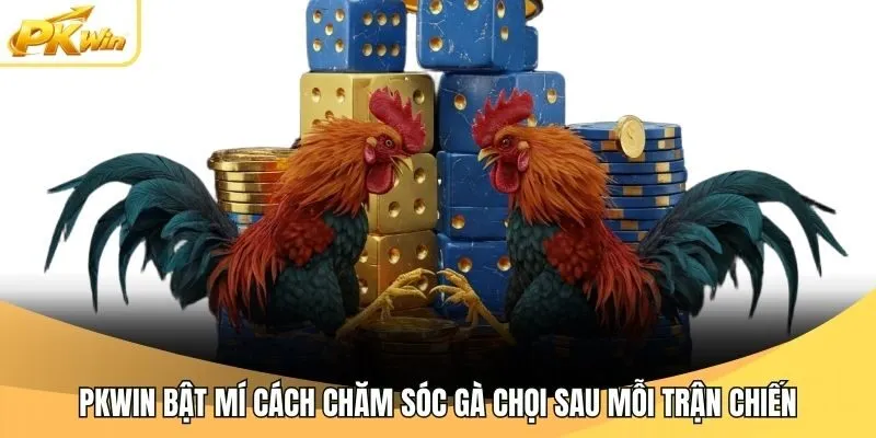 Pkwin Bật Mí Cách Chăm Sóc Gà Chọi Sau Mỗi Trận Chiến